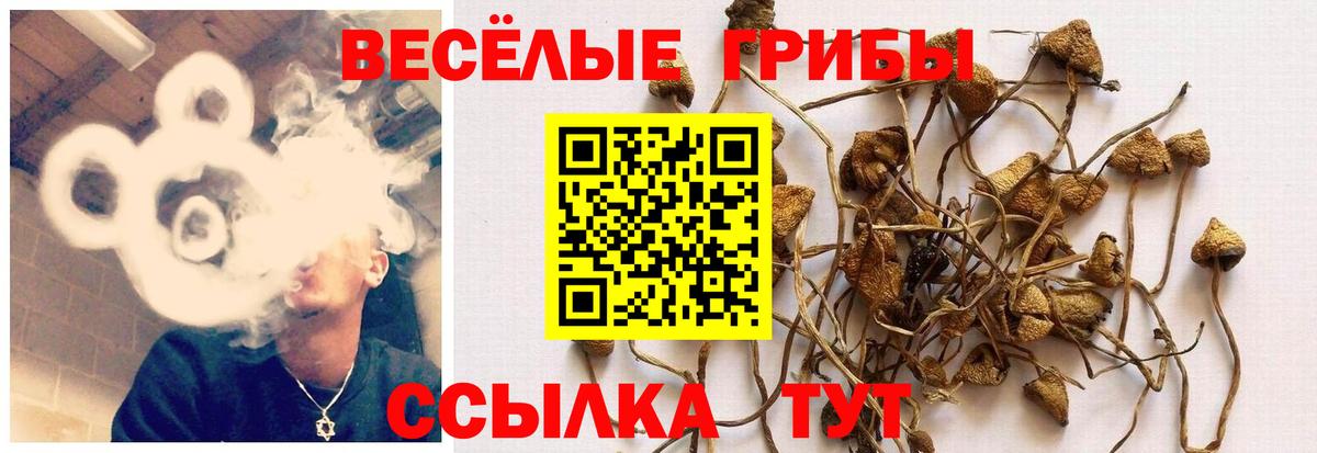 Новокубанск  Псилоцибиновые грибы GOLDEN TEACHER  Псилоцибиновые грибы Magic Shrooms  Вход с VPN 